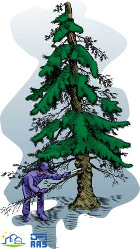 باغبانی هرس درختان میوه 7 هرس درختان میوه