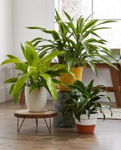 indoor 1