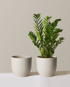 planter 1