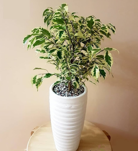 بنجامین ابلق 1