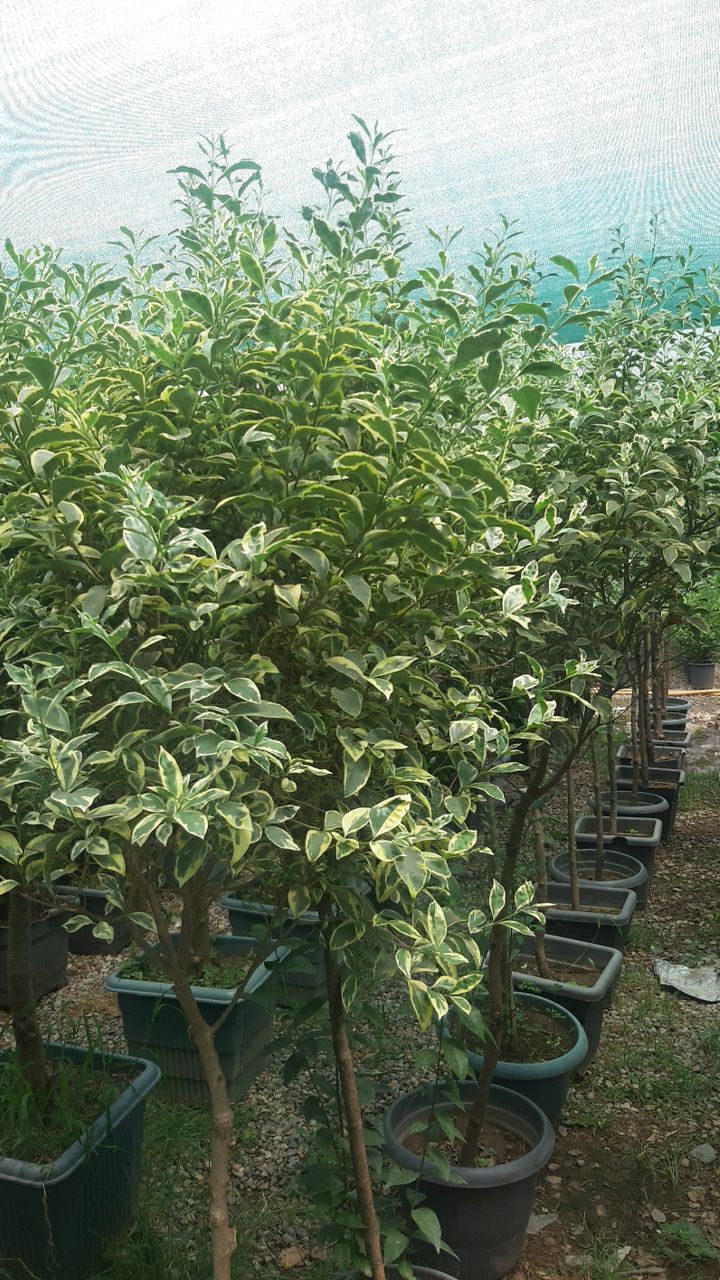 بنجامین پیوندی 210000 1