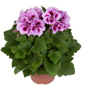 بنفشه آفریقایی