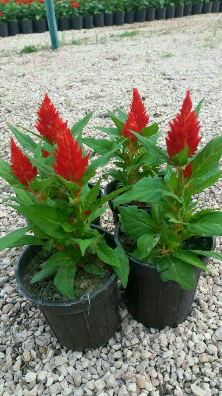 تاج خروسی 30000 1