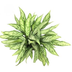 آگلونما برفی