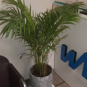 اریکا
