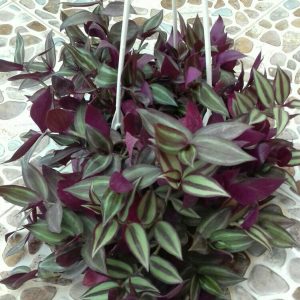برگ بیدی