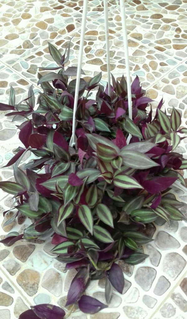 برگ بیدی