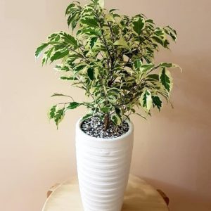 بنجامین ابلق