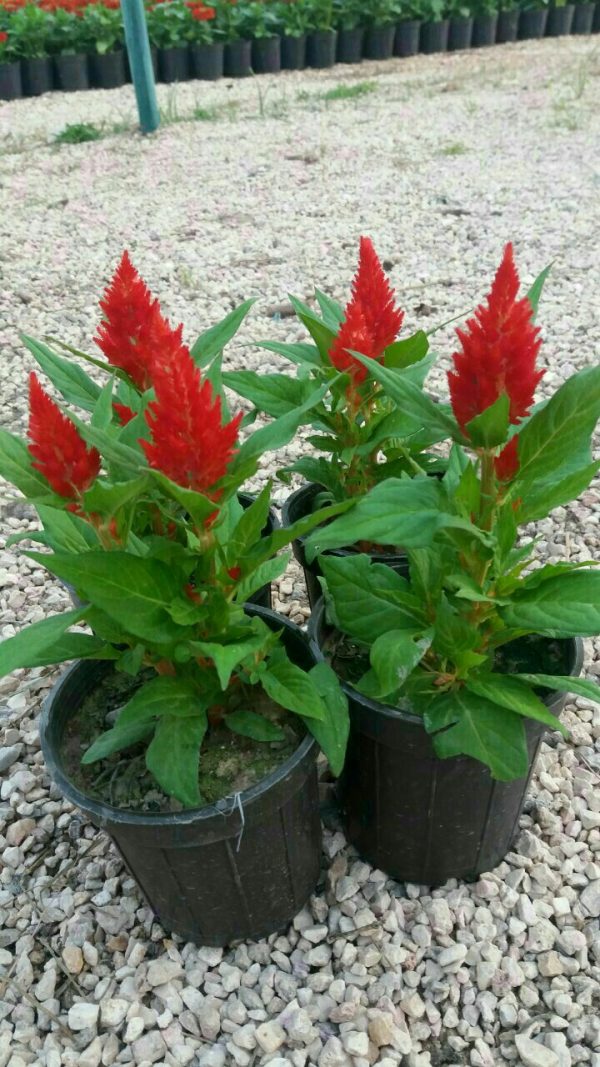 تاج خروسی