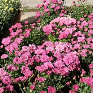 داوودی