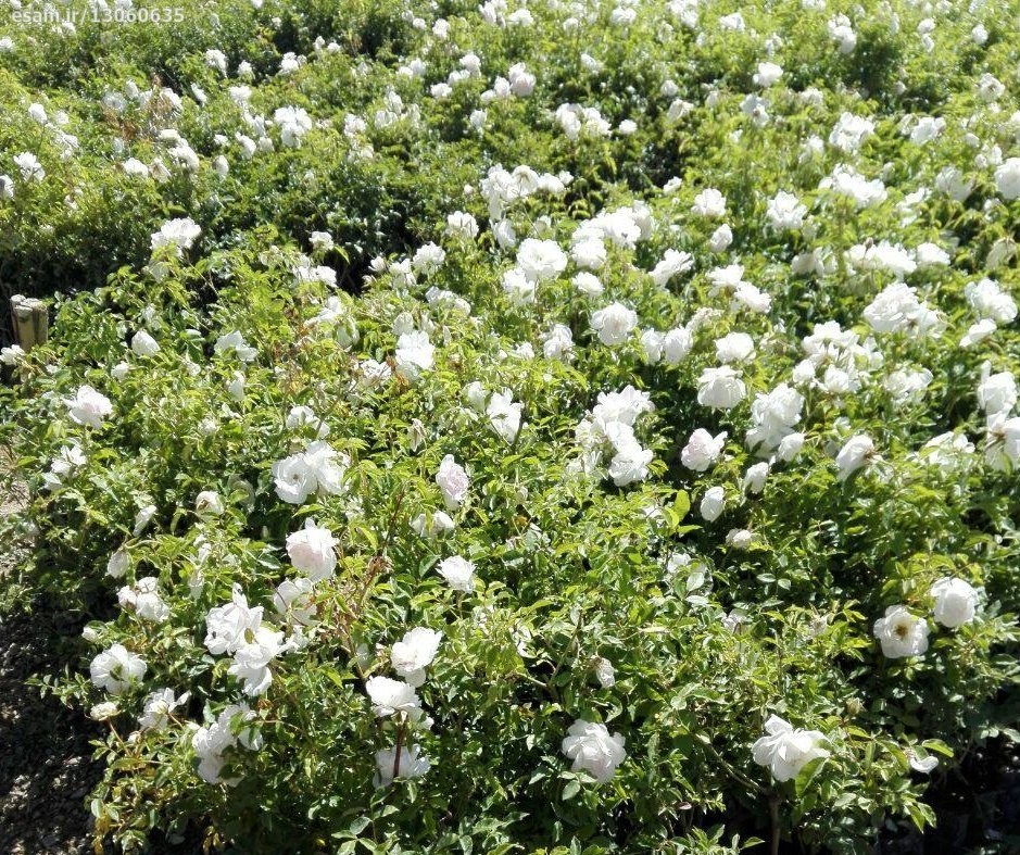 رز نسترن 1