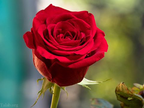رز هلندی 2 1 1