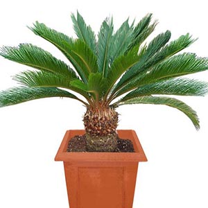سیکاس