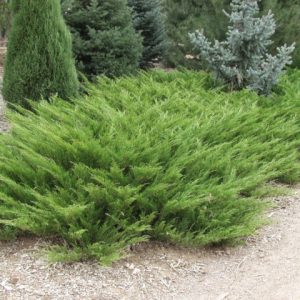 ژونی پروس