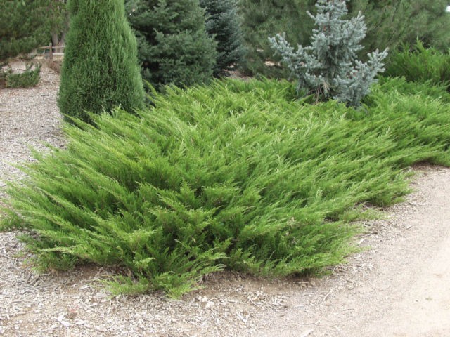 ژونی پروس 1