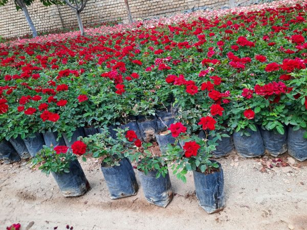ساناز - تصویر 6