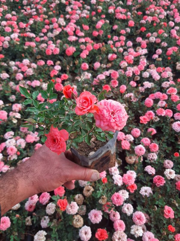 ساناز - تصویر 3