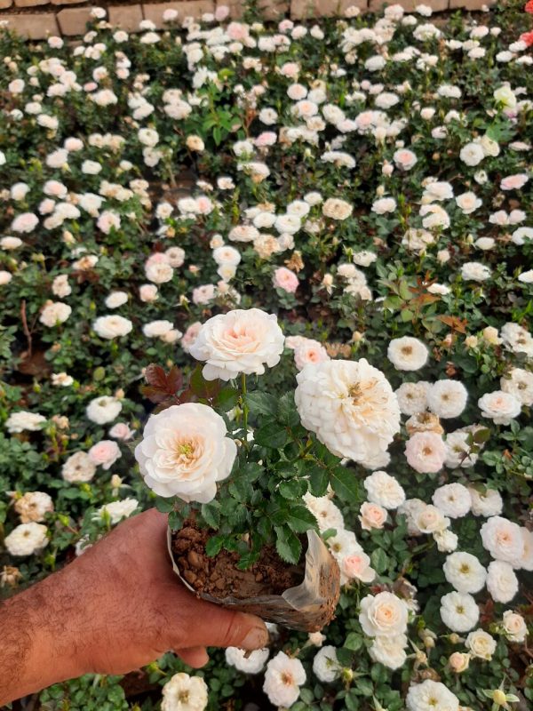 ساناز - تصویر 4