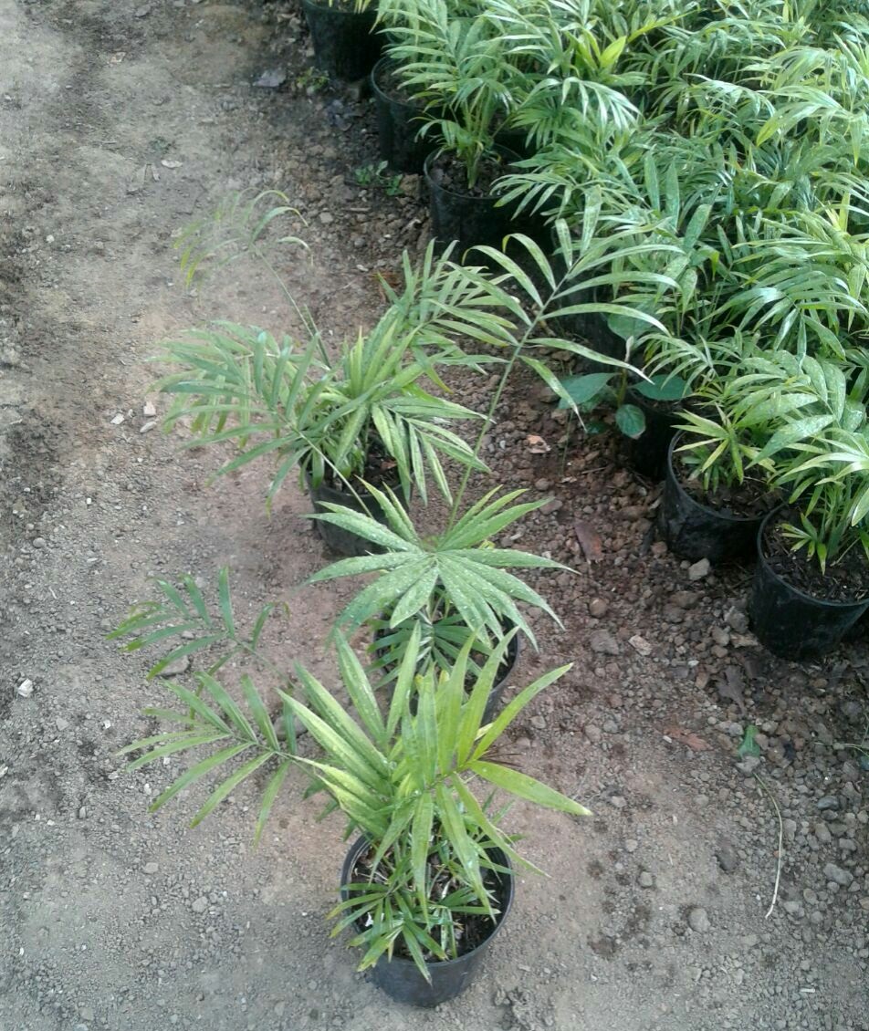 شامادورا 3 شامادورا - تصویر 2