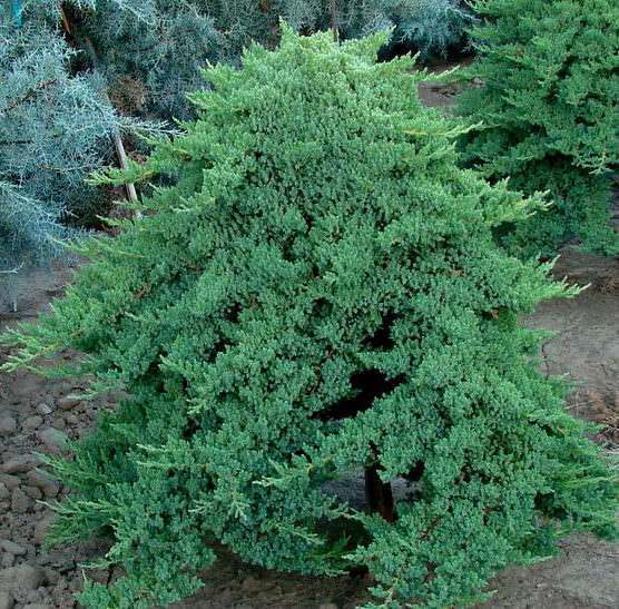 کاج ستاره ای 1