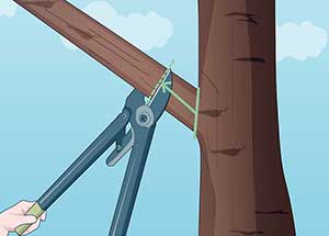 باغبانی هرس درختان میوه 12 روش صحیح هرس درختان میوه (02)