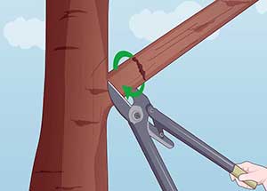 باغبانی هرس درختان میوه 13 روش صحیح هرس درختان میوه