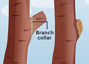 باغبانی هرس درختان میوه 14 روش صحیح هرس درختان میوه (01)