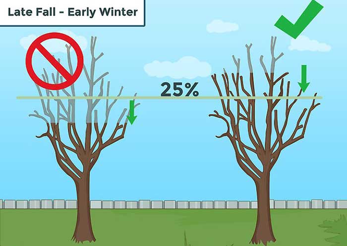 باغبانی هرس درختان میوه 11 هرس درختان میوه در حد متعاول