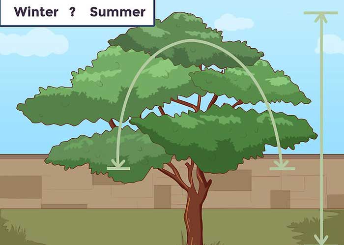 باغبانی هرس درختان میوه 9 دلیل هرس کردن درخت