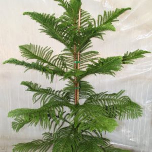 کاج مطبق