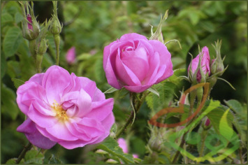 گل محمدی 1