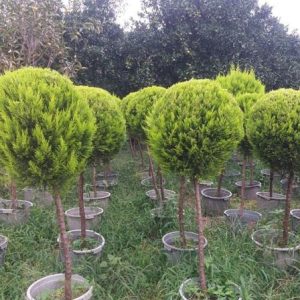 لاوسون توپی