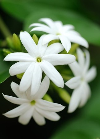یاس رازقی 1
