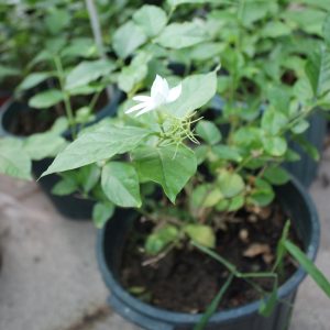 یاس رازقی 40000 1