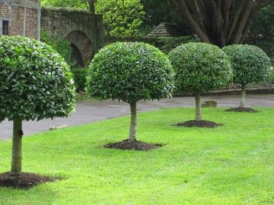 یاس هلندی فرم دار 1 1