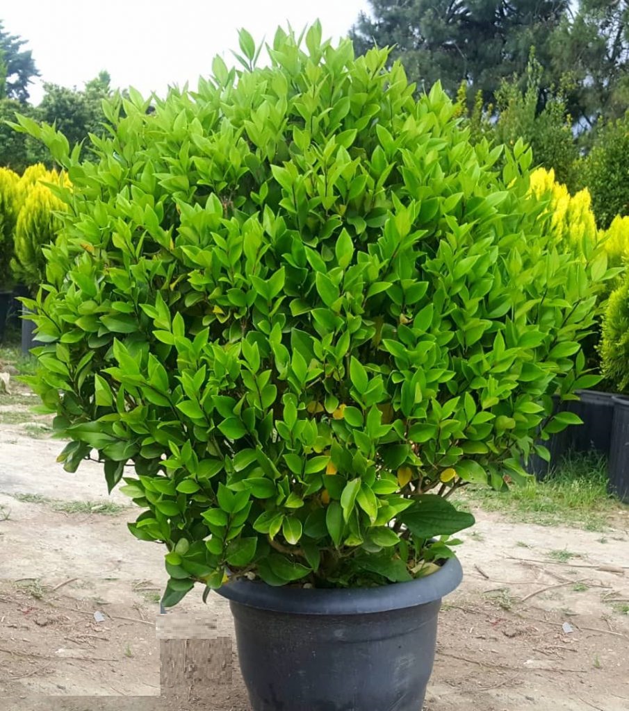 یاس هلندی