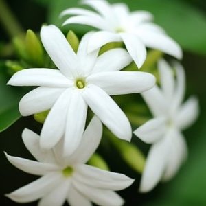 یاس رازقی