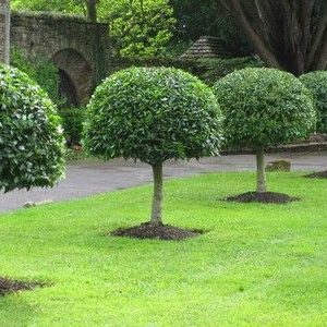 یاس هلندی فرم دار