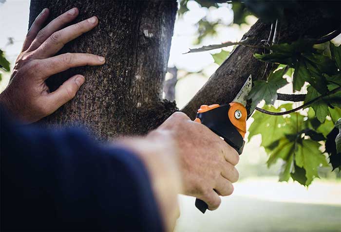 باغبانی هرس درختان میوه 15 روش های صحیح هرس درختان بلند