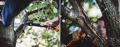 باغبانی هرس درختان میوه 16 هرس کردن درختان